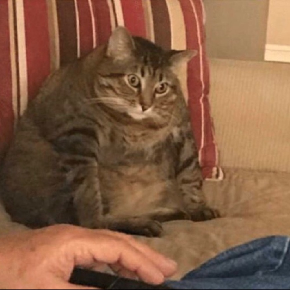 Meet your Posher, Viviana